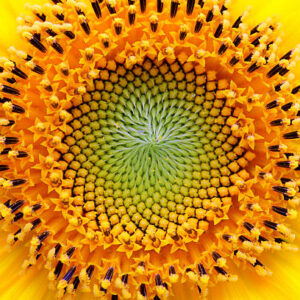 Spirituele Lifescan (zonder consult)